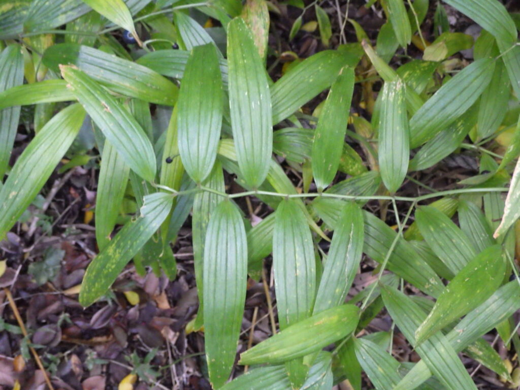 ホソバホウチャクソウの葉序