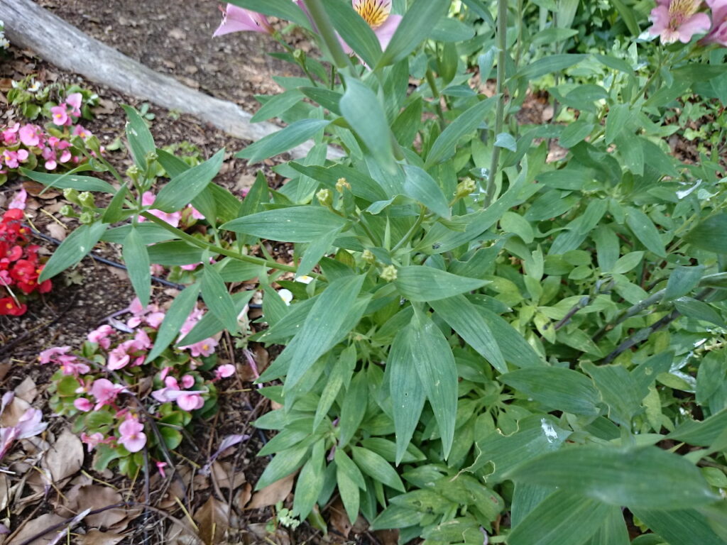 Lily-of-the-valley leaves
