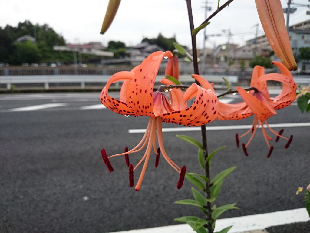 オニユリの花