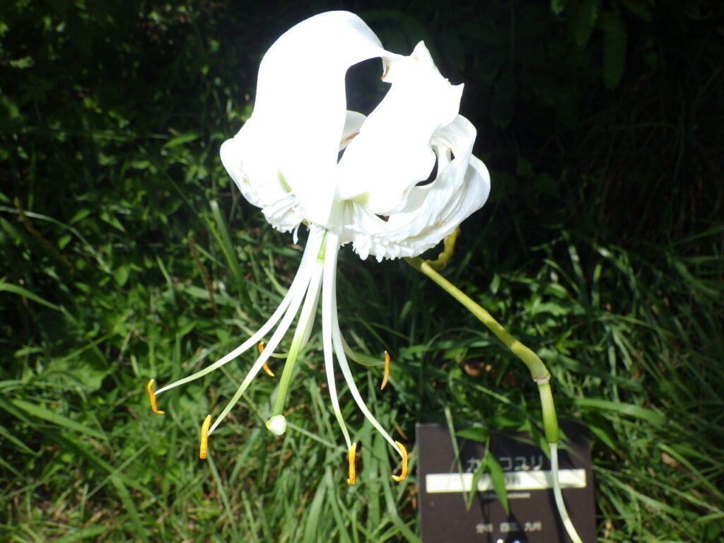 シラタマユリの花