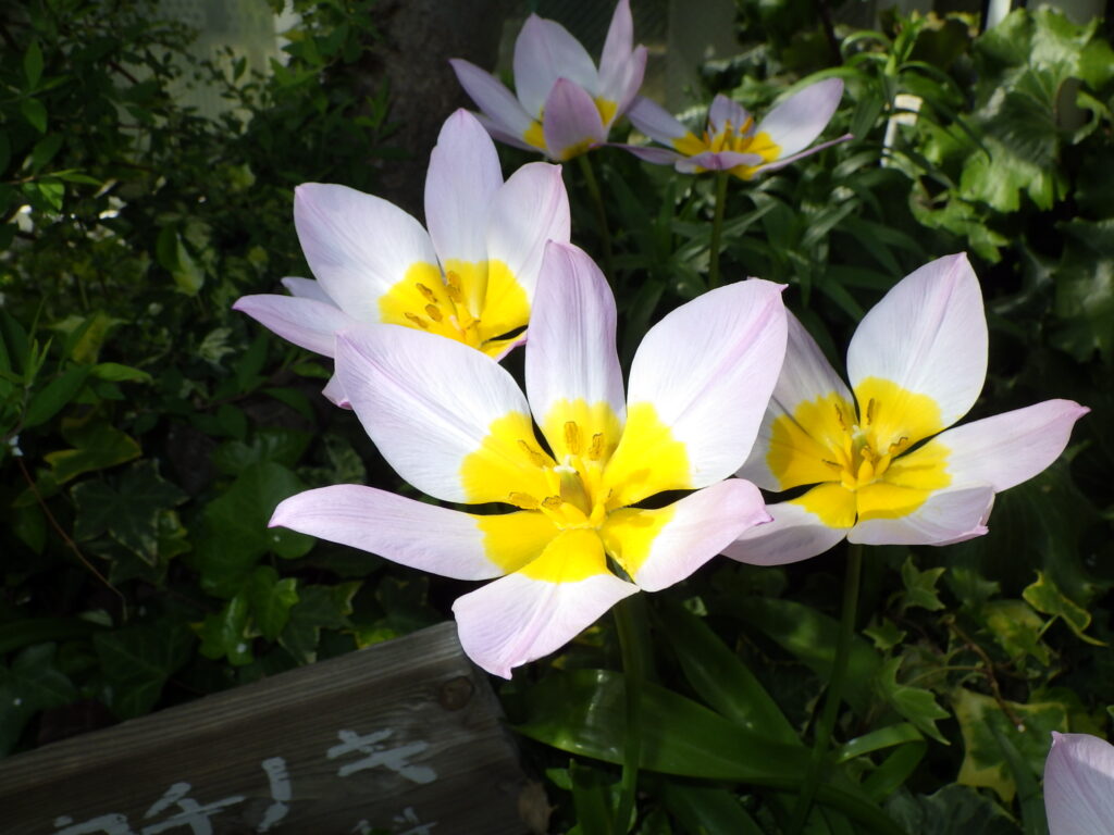 Tulipa saxatilisの花