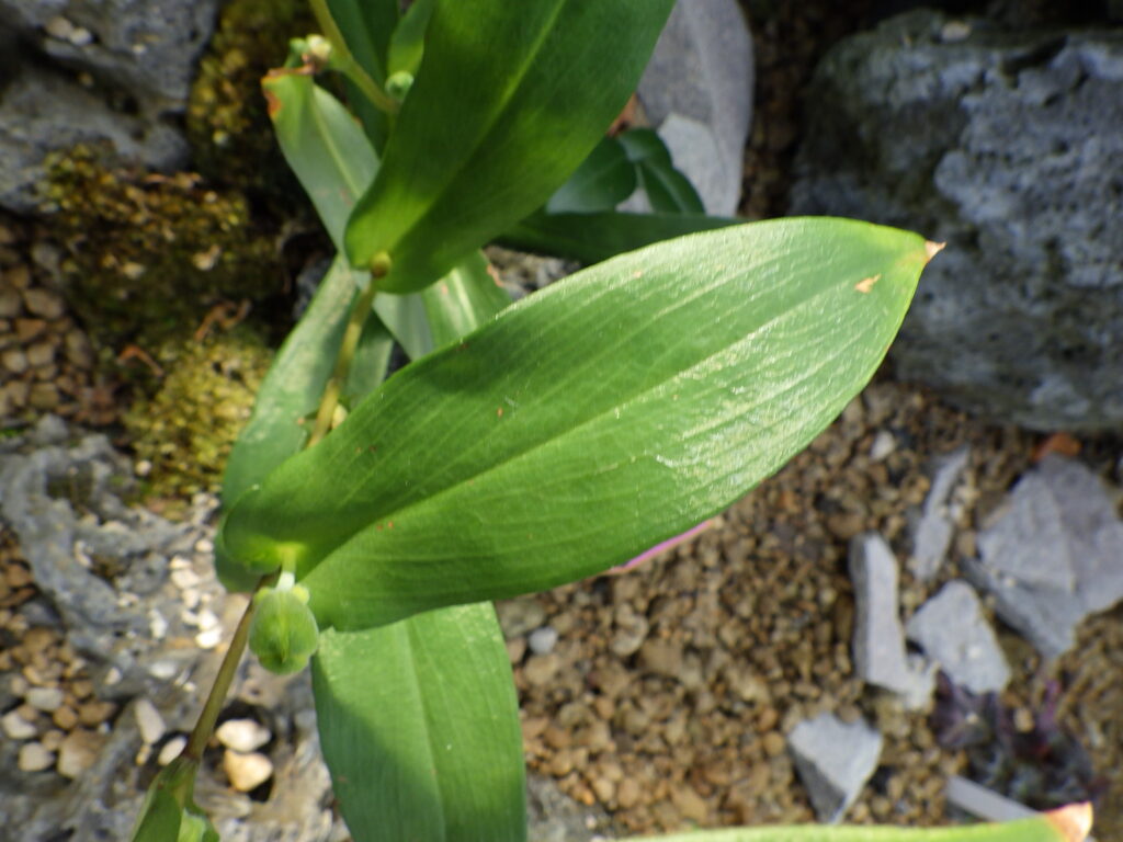 キバナノホトトギスの葉