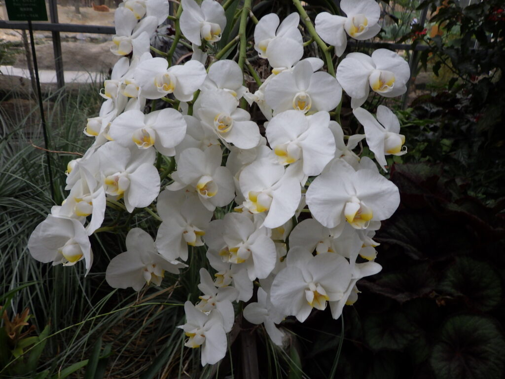 コチョウランの花序
