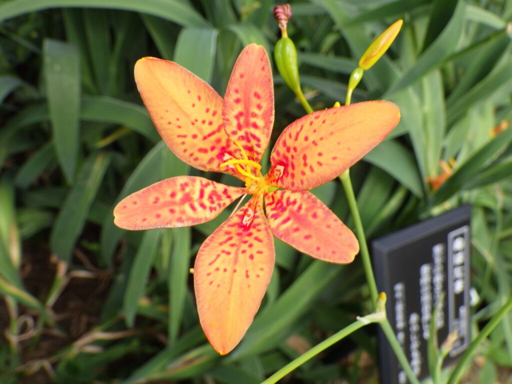 ヒオウギの花