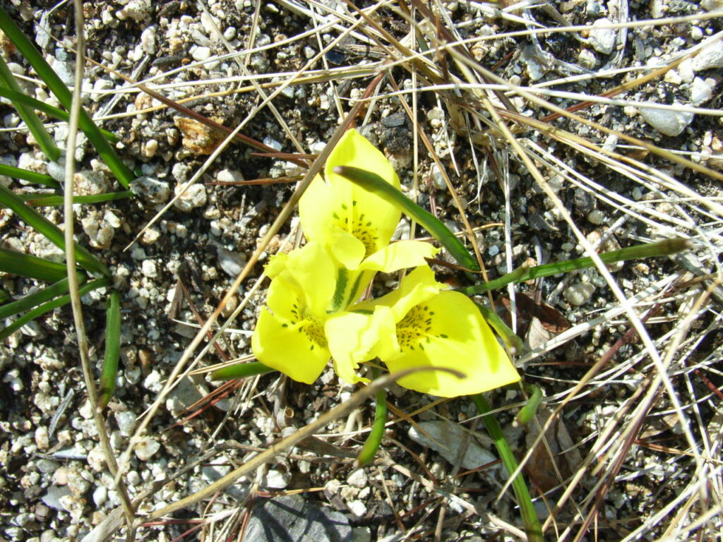 Iris danfordiaeの花
