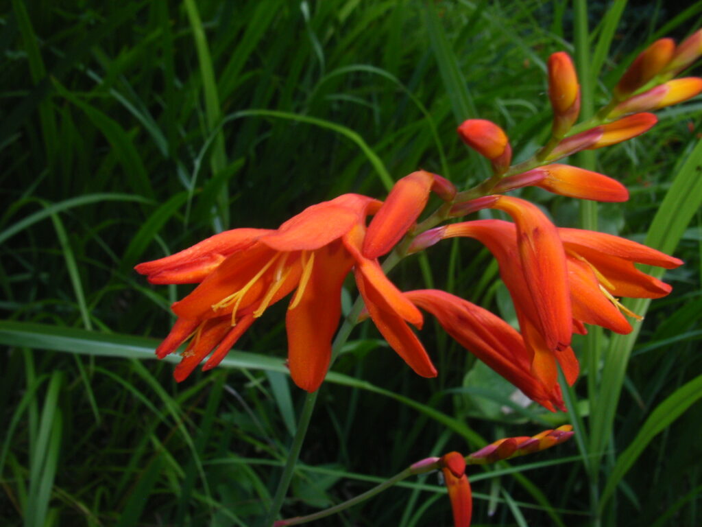 ヒメヒオウギズイセンの花序