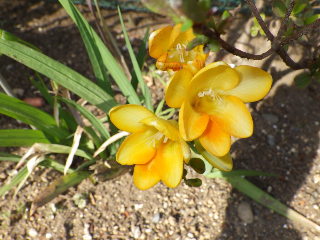 アサギズイセン黄色花型の花