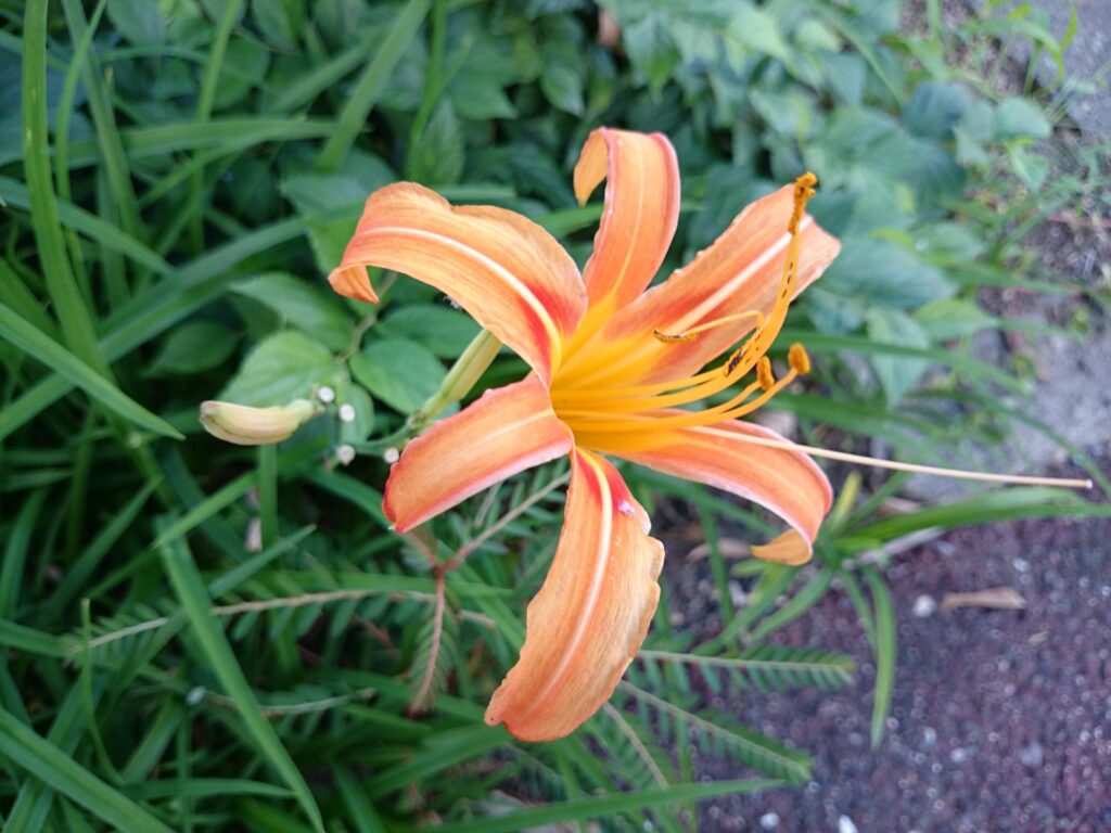 ノカンゾウの橙赤色花