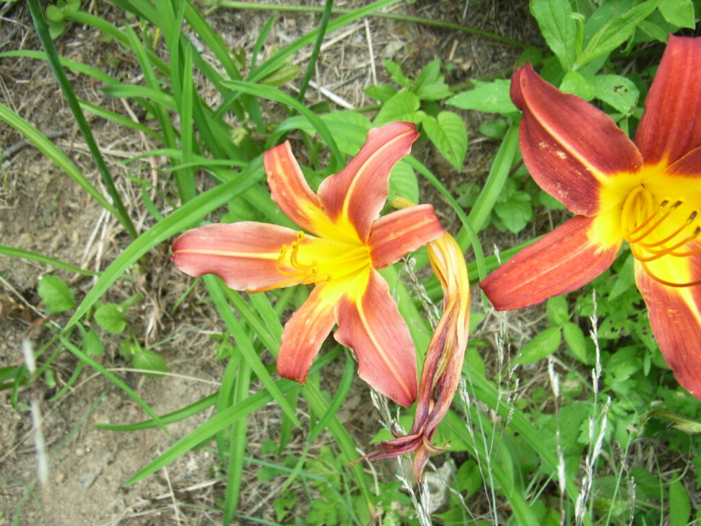 ノカンゾウの赤褐色花