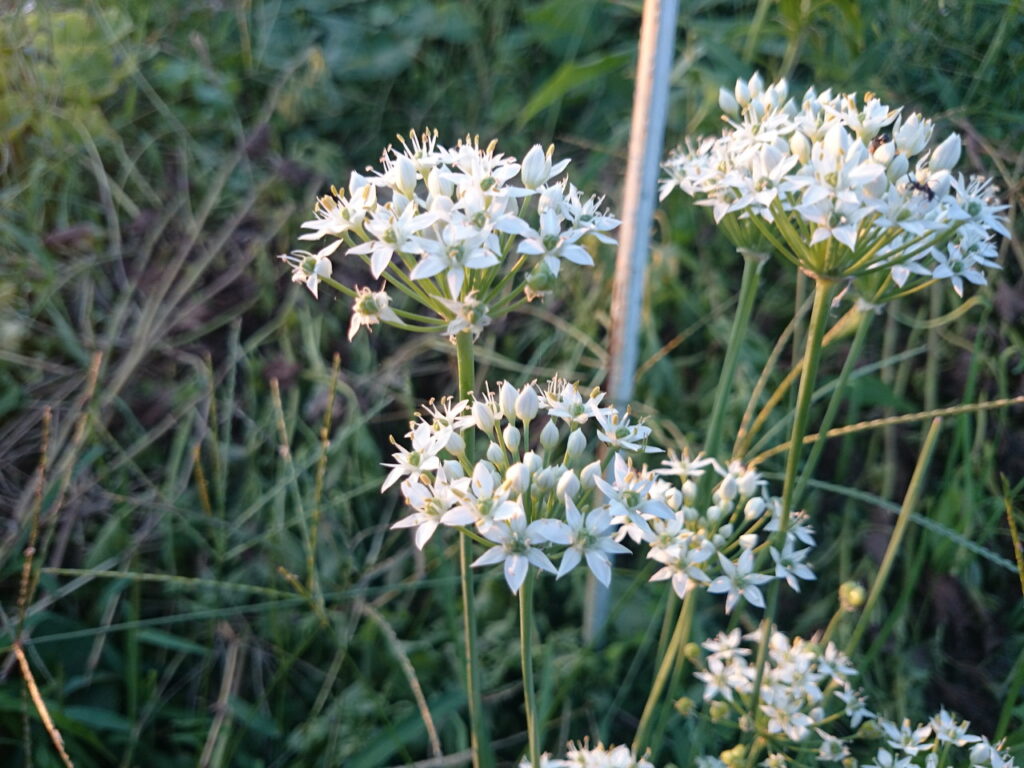 ニラの花：雄しべは細い。