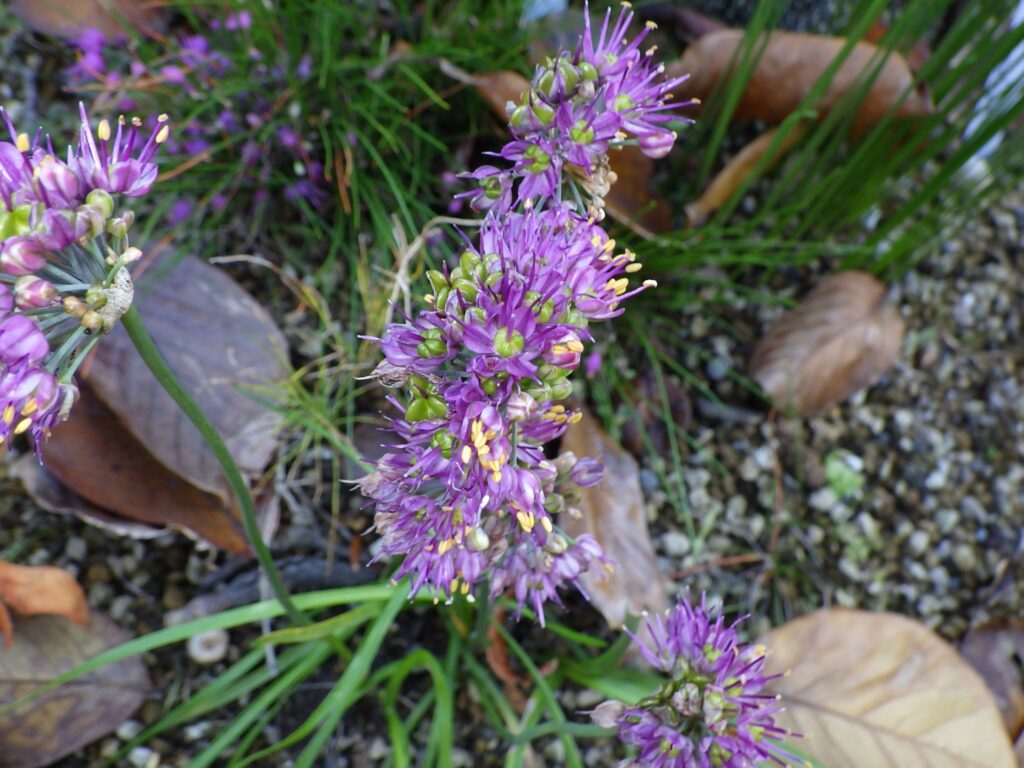 Wild garlic flowers: The pedicels are short, so the inflorescence appears clustered, and the number of flowers is clearly large.