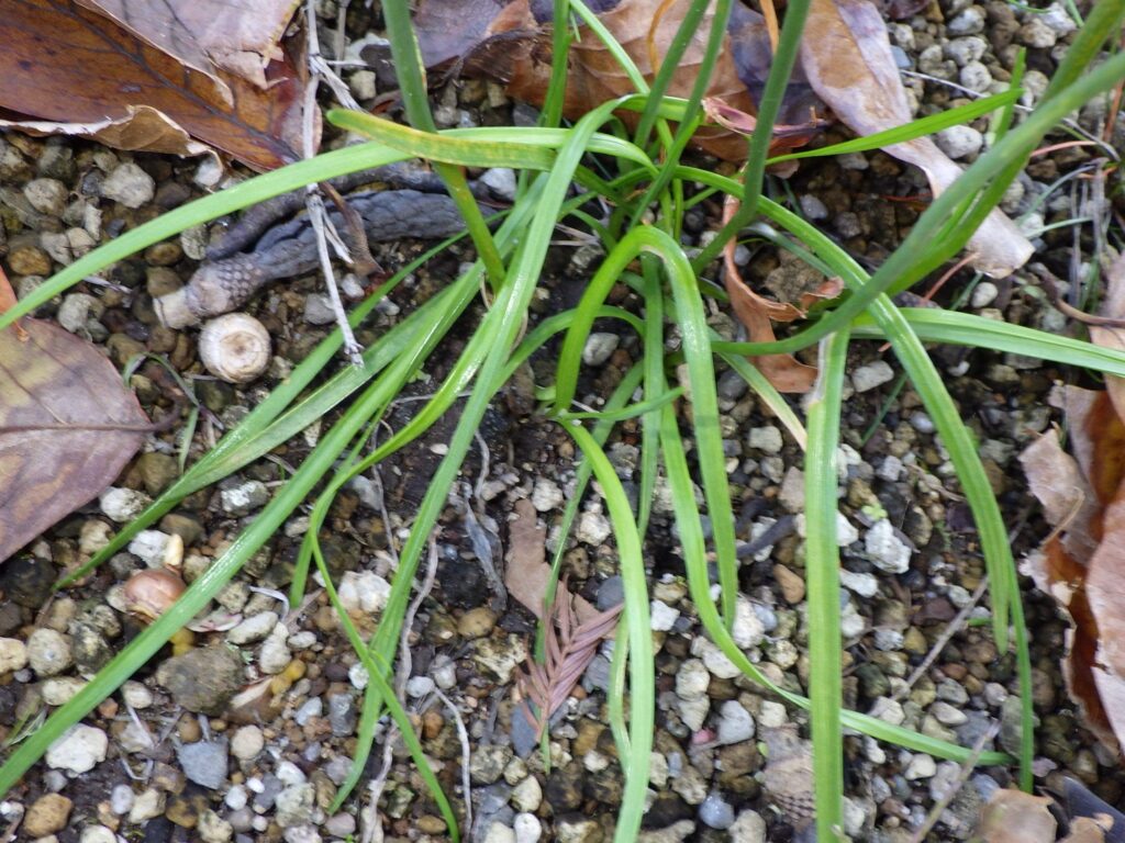 Wild garlic leaves: flat and broad.