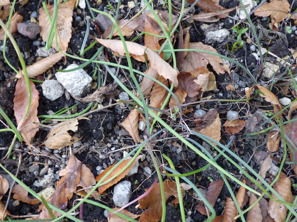 Shallot leaves: flat and thin.
