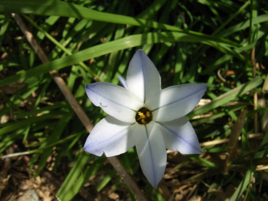 ハナニラ（淡紫色花型）の花