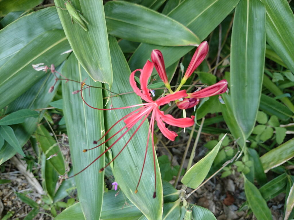 シナヒガンバナの花