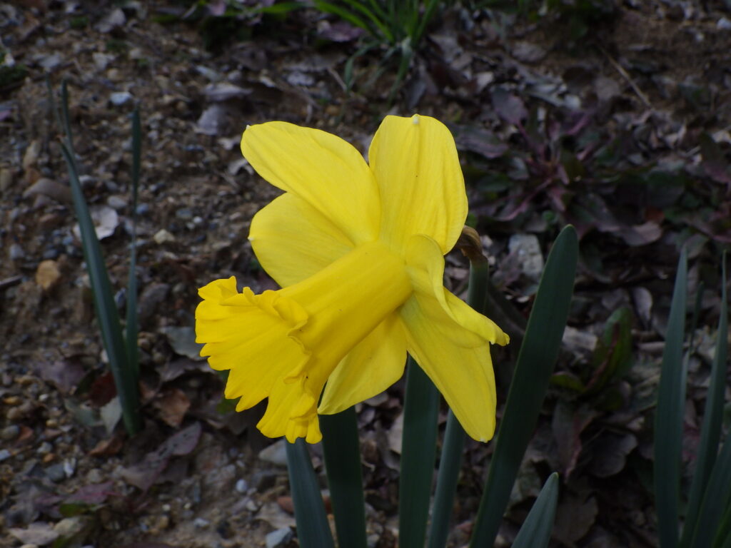 ラッパズイセンの花