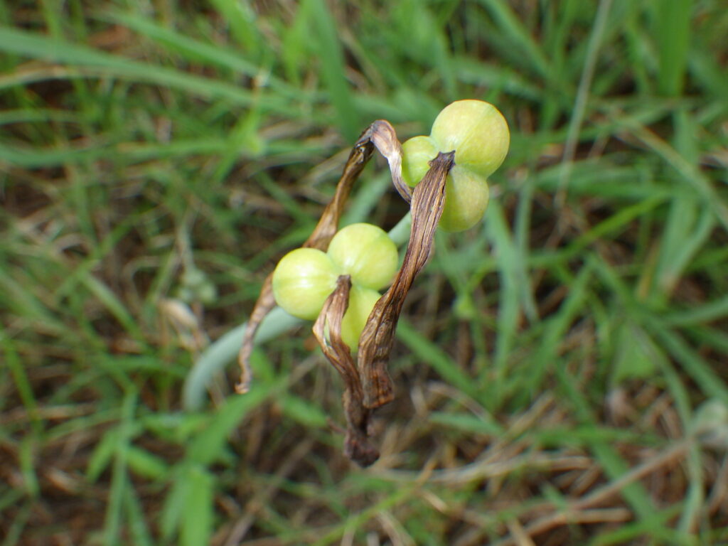 Zephyranthes bifidaの果実