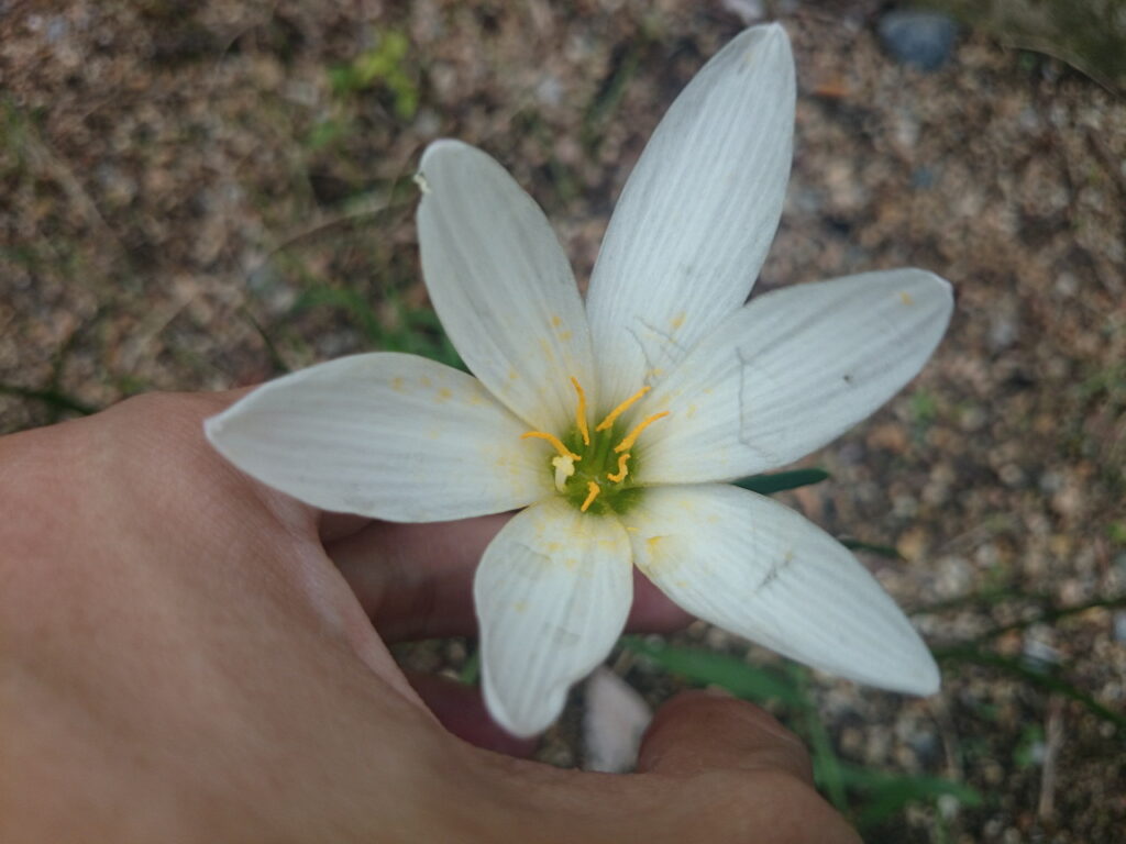 タマスダレの花