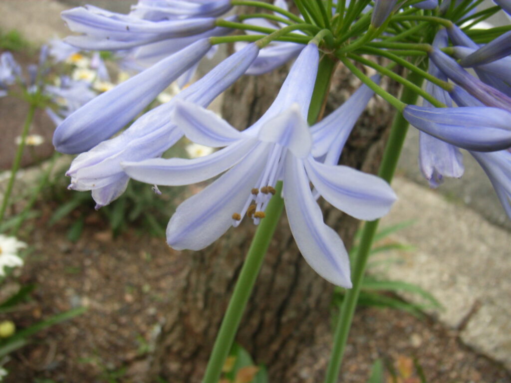 アガパンサス・プラエコクスの花：ムラサキクンシランではない。雄しべが花被片とほぼ同長で、花被片が薄めの青色。ただし実際には花被片より雄しべがやや短いことの方が多いようである。