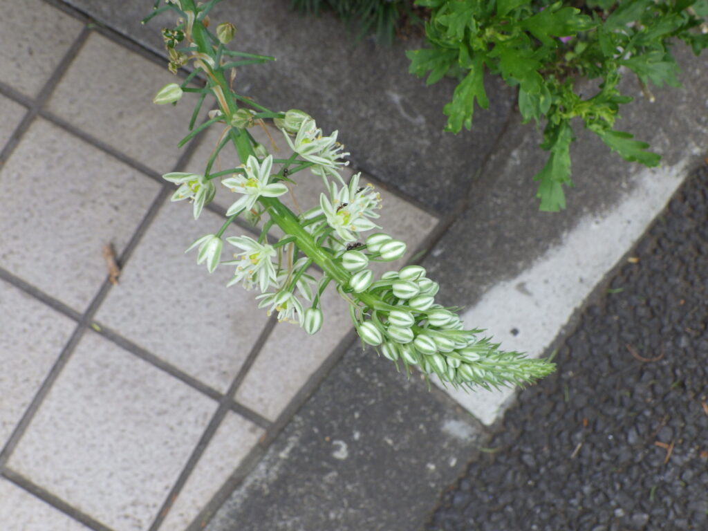ニセカイソウの花序