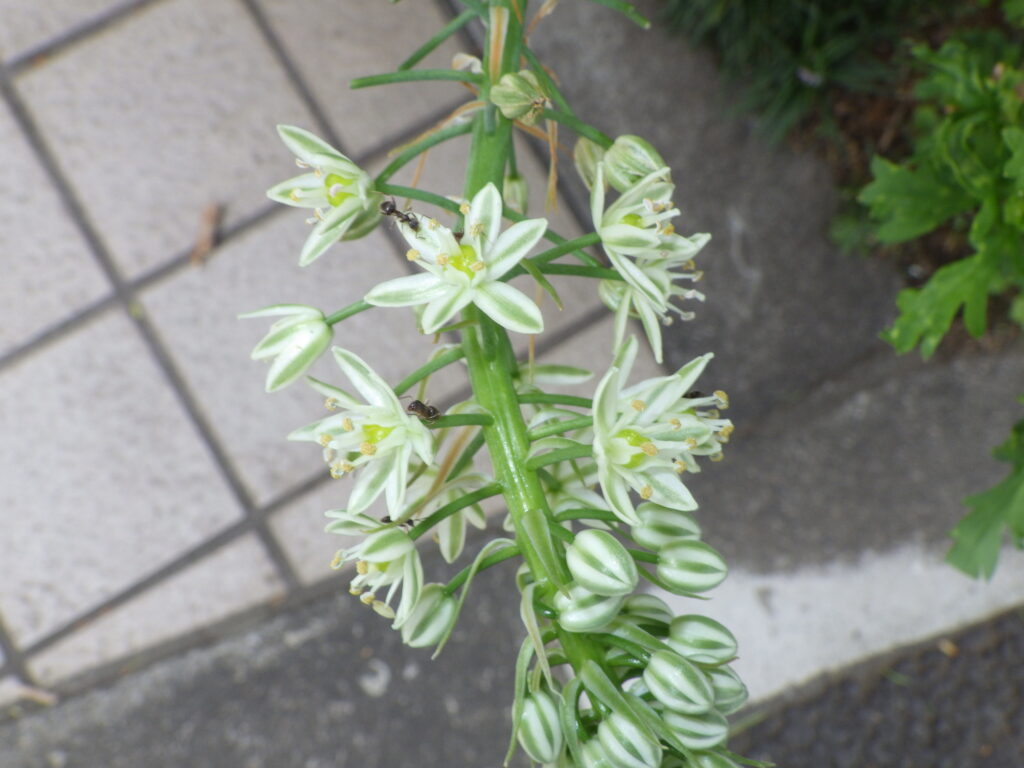 ニセカイソウの花