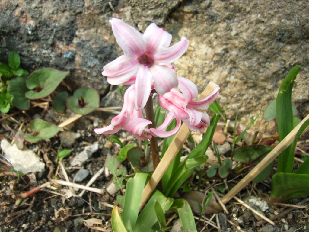 ニシキユリの花（桃色花品種）