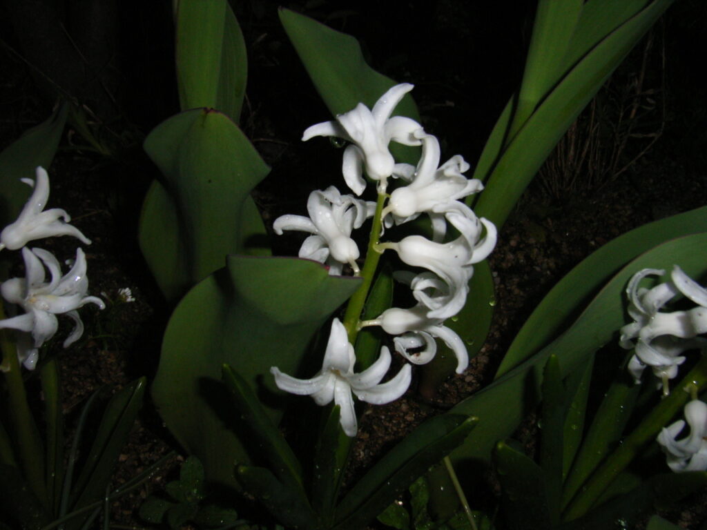 ニシキユリの花（白色花品種）