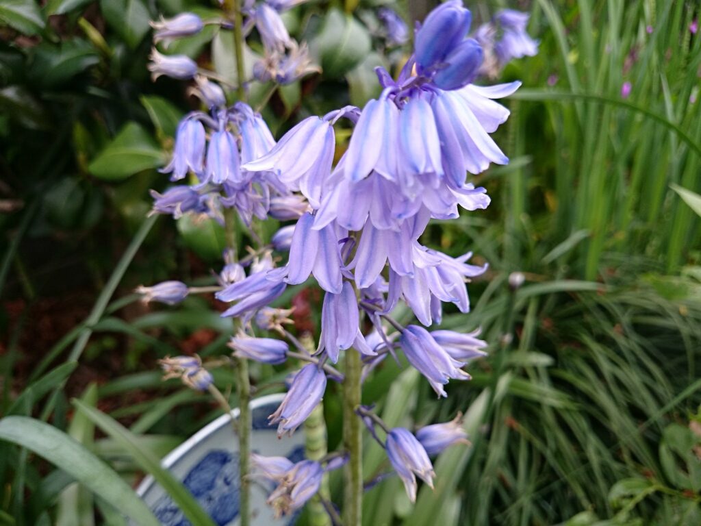 ツリガネズイセンの花