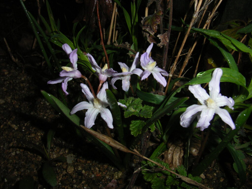 Scilla forbesiiの花