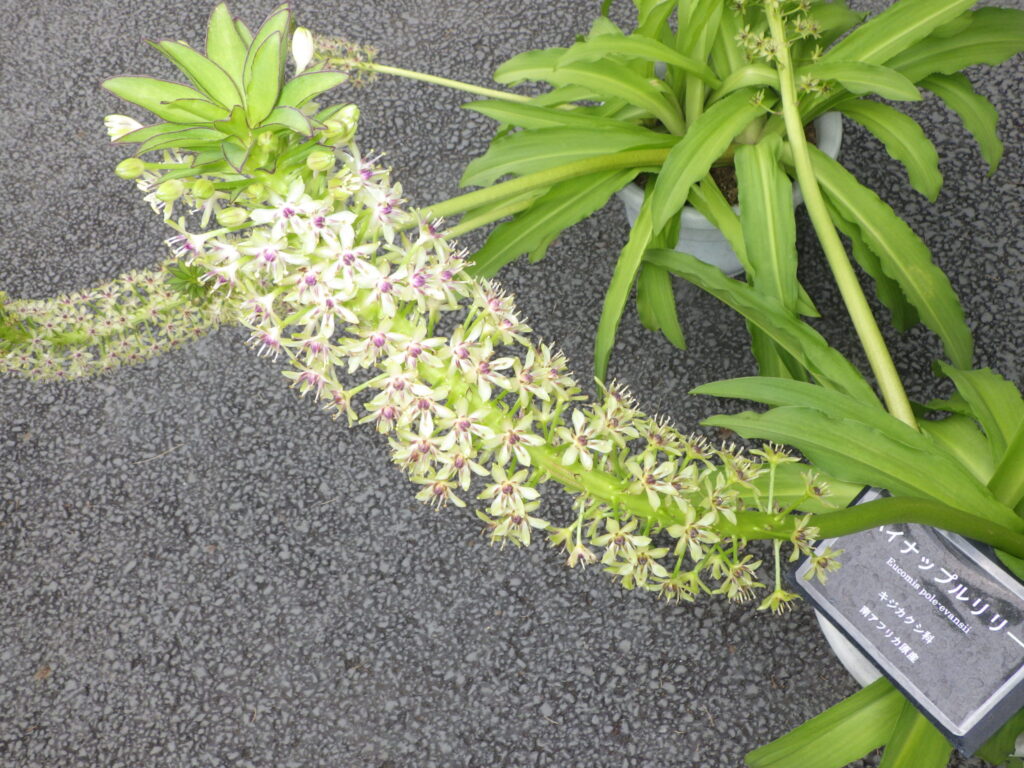 Eucomis pallidiflora subsp. pole-evansiiの花