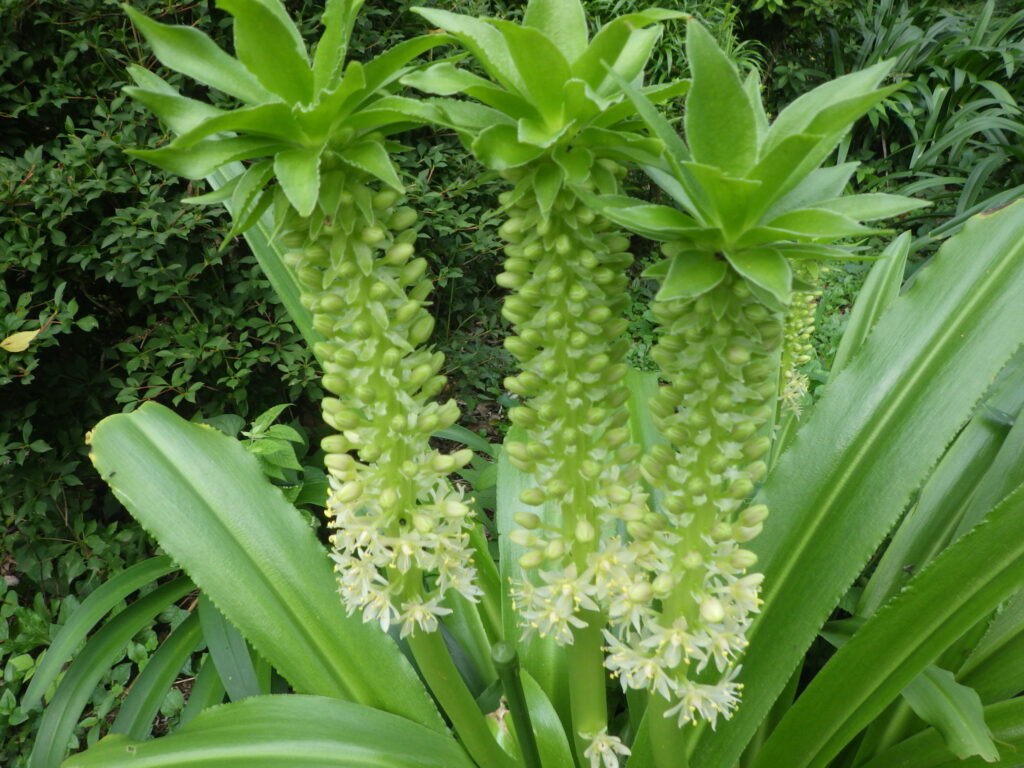 Eucomis autumnalisの花序