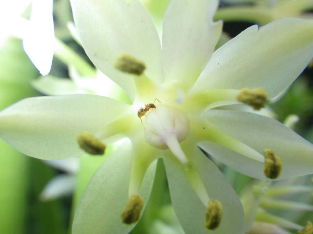 Eucomis autumnalisの花