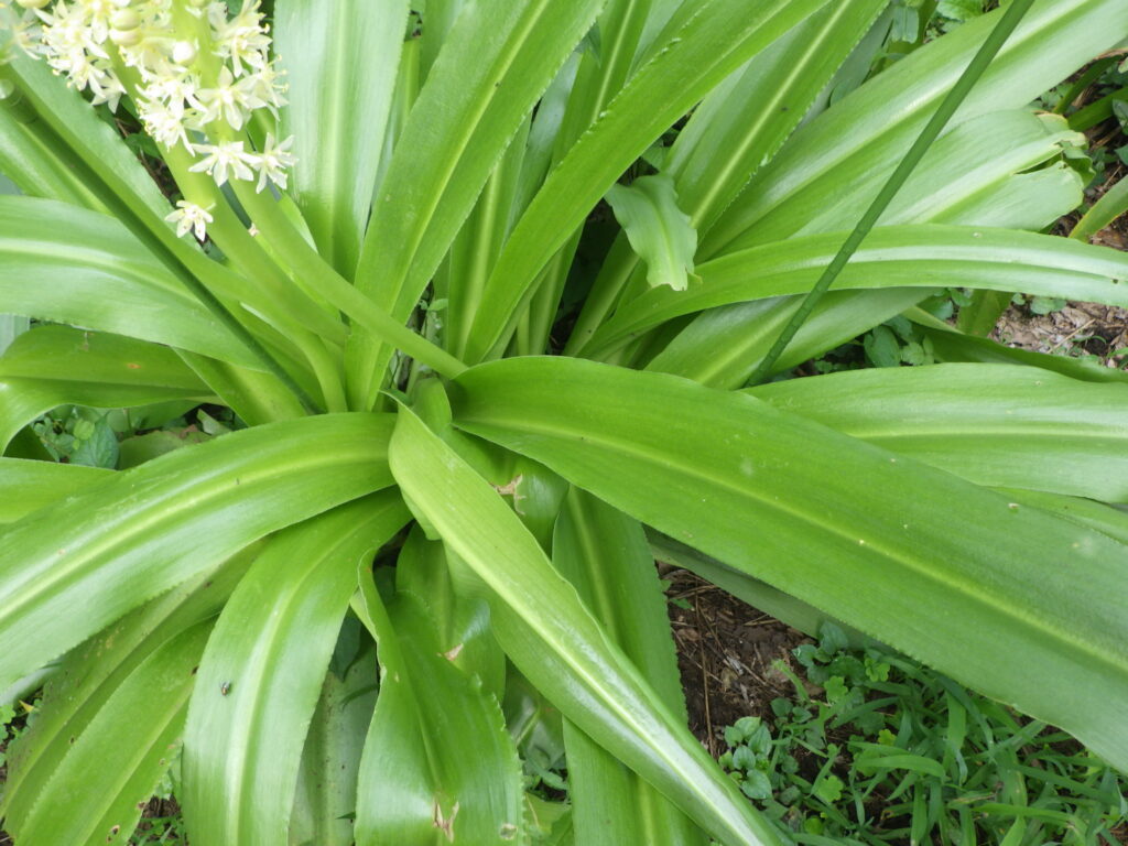 Eucomis autumnalisの葉