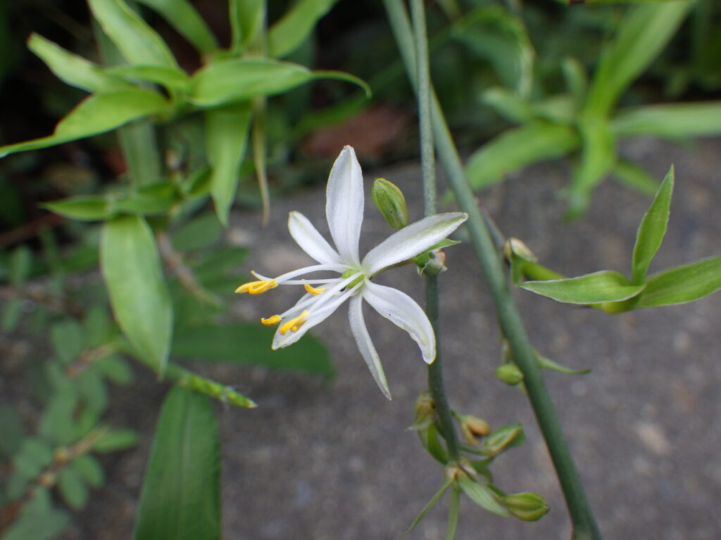 オリヅルランの花