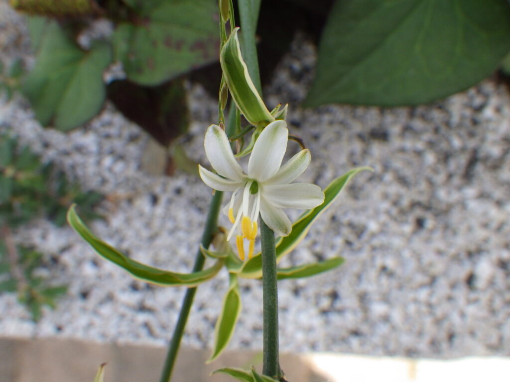 ソトフオリヅルランの花