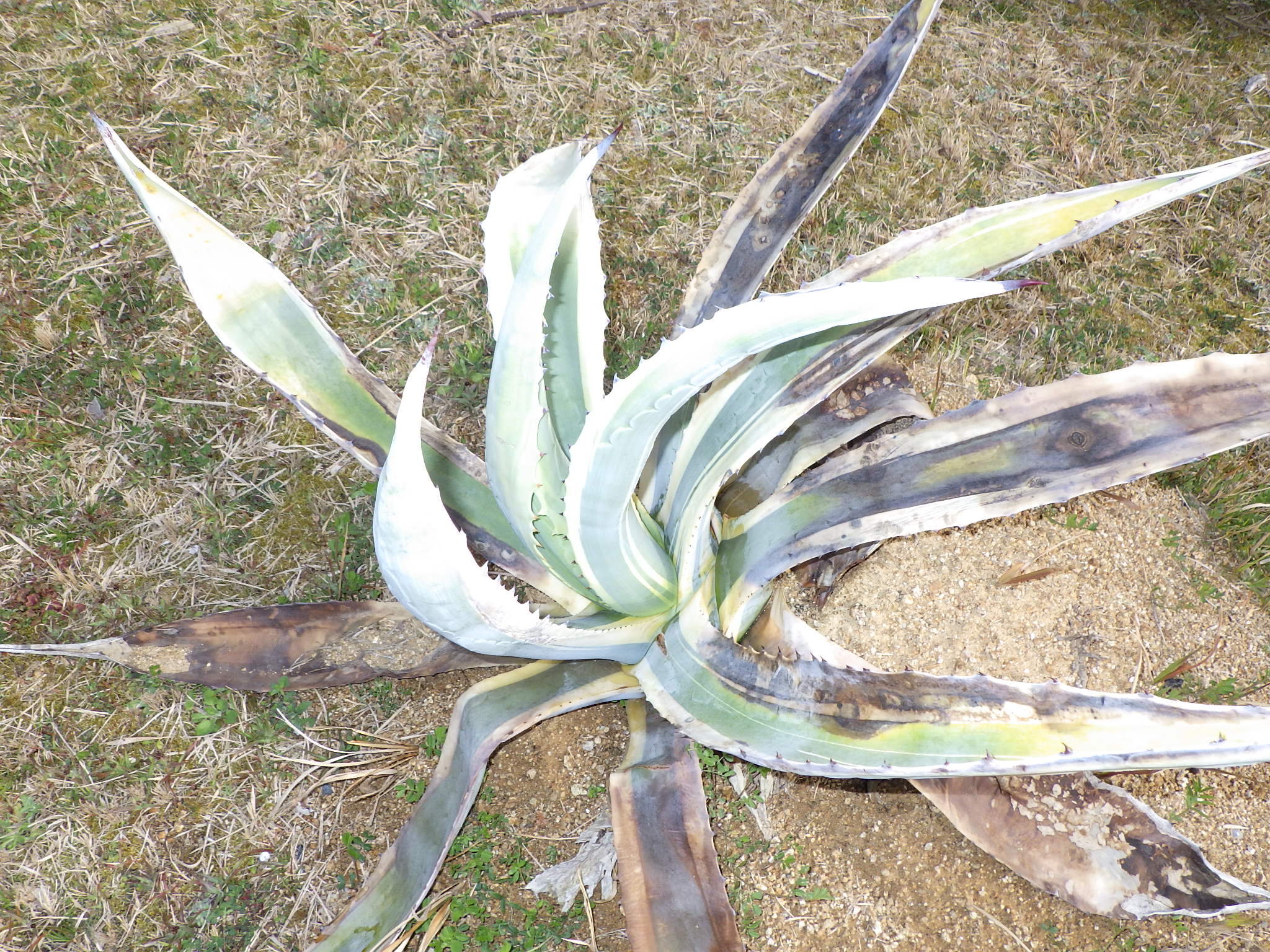 【種子植物図鑑 #087】キジカクシ科（クサスギカズラ科）の種類は？写真一覧 - Ecological Notes Web