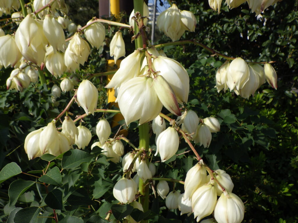 アツバキミガヨランの花