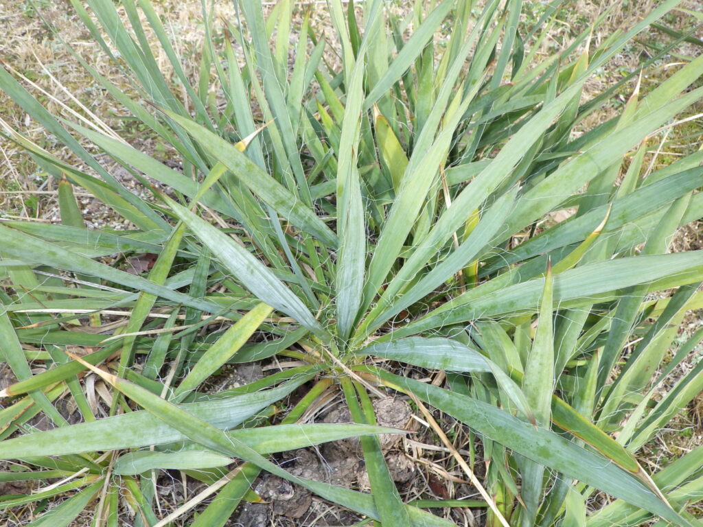 イトランの葉