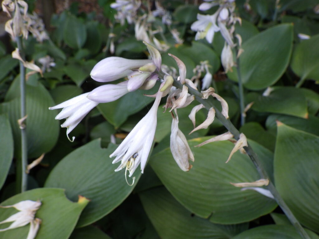 ハルシオンギボウシの花