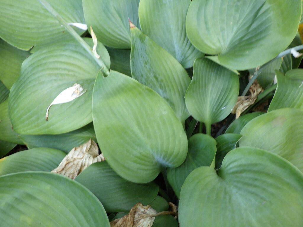 ハルシオンギボウシの葉