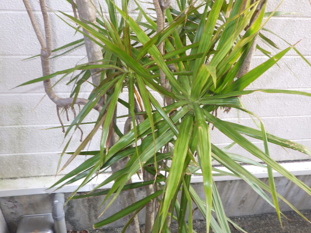 ベニフクリンセンネンボクの樹形