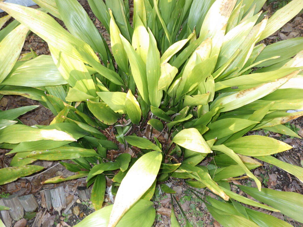 ハランの葉