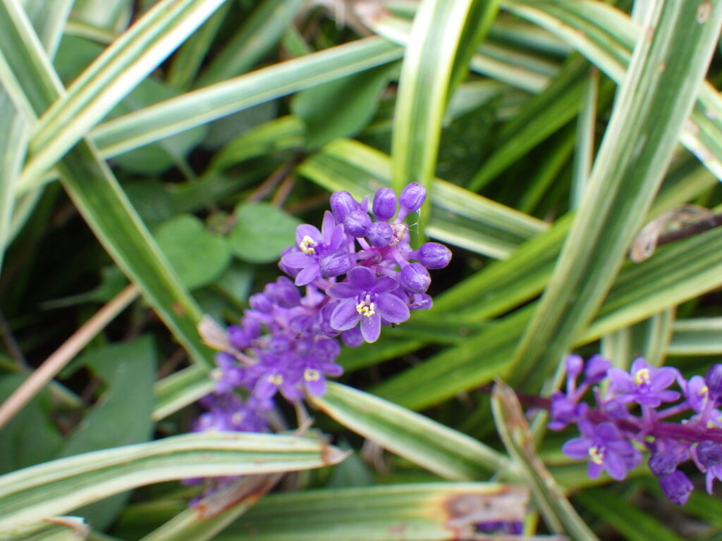 フイリヤブランの花
