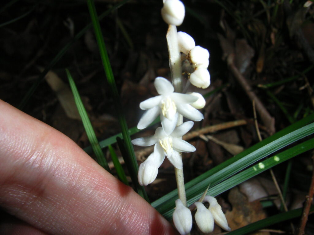 シロバナナガバジャノヒゲの花