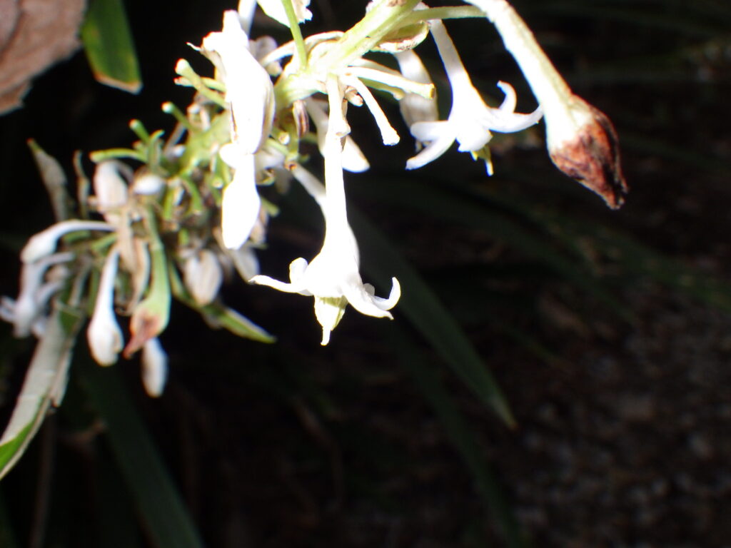 ノシランの花