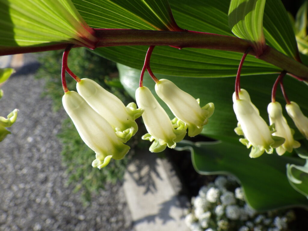 アマドコロの花