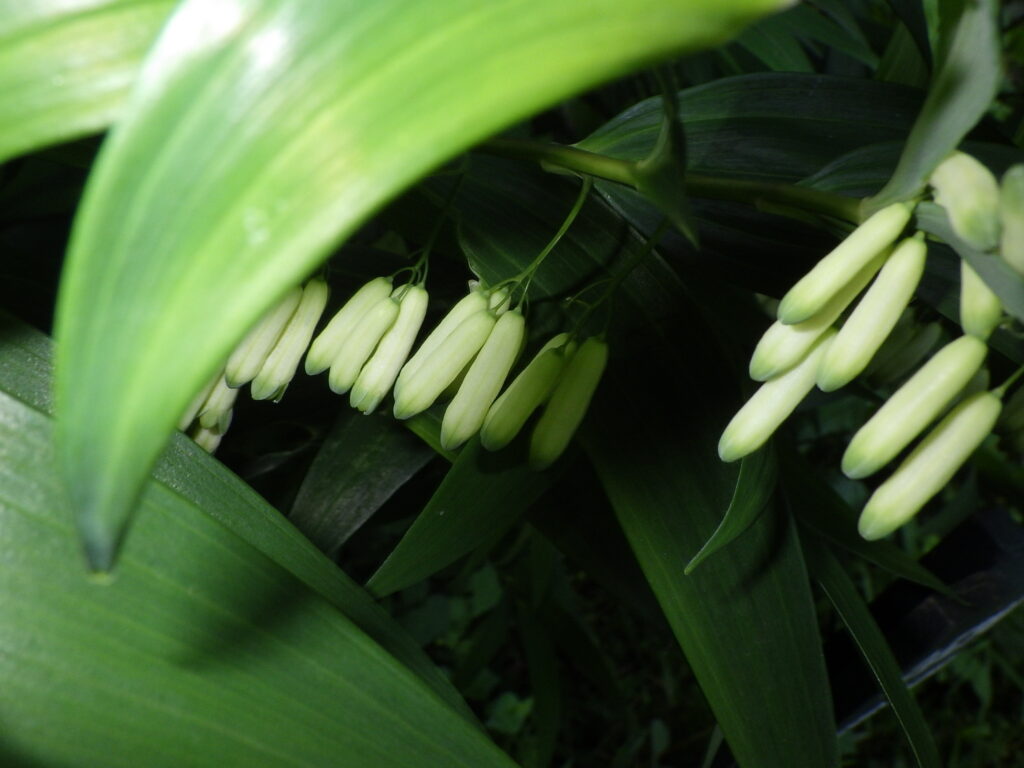 ナルコユリの花