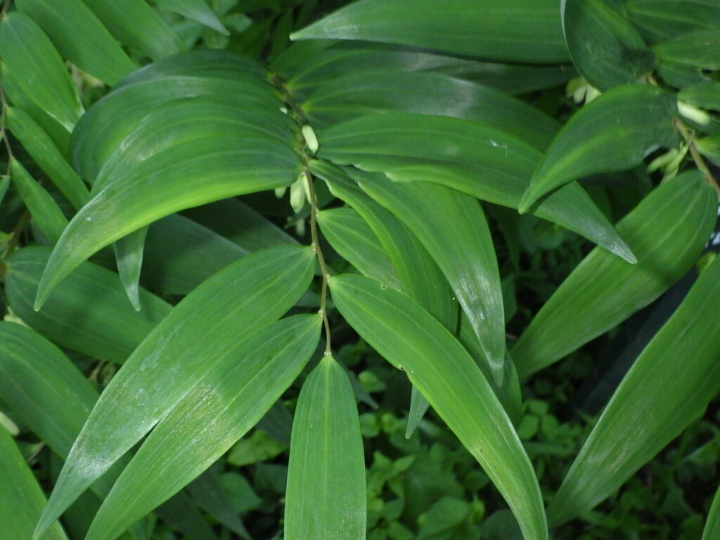 ナルコユリの葉上面