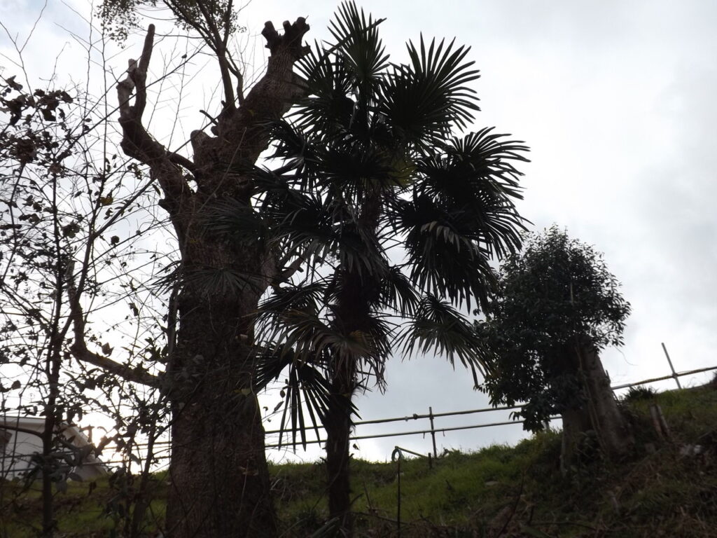 Wajuro tree shape
