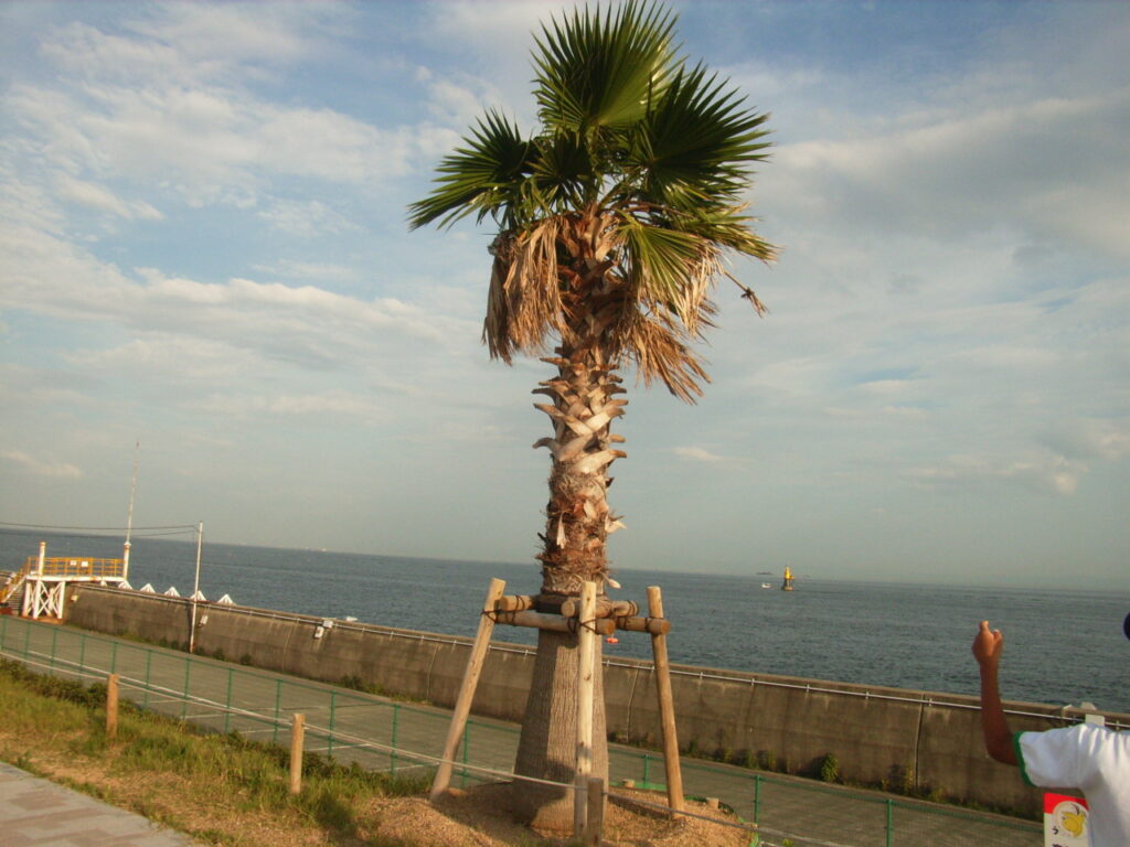 The shape of the Japanese fan palm tree